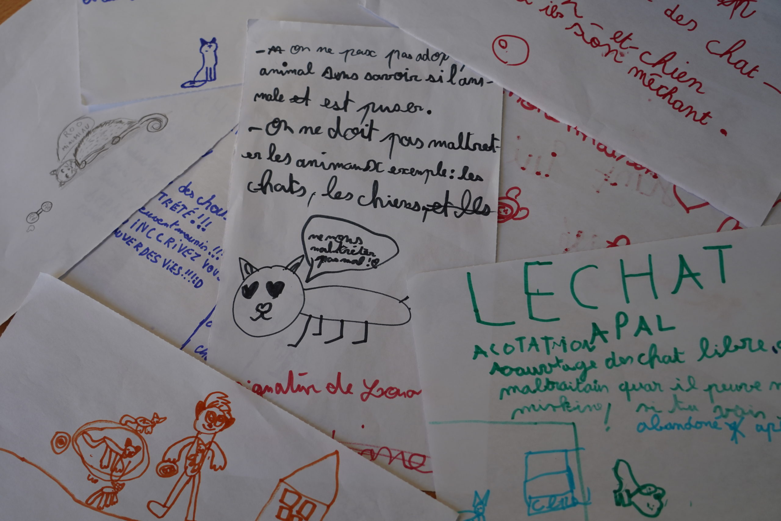 À la découverte des chats